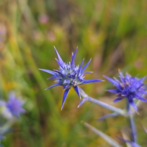 Eryngium ovinum at Turallo Nature Reserve - 21 Dec 2023 06:53 PM