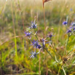 Eryngium ovinum at Turallo Nature Reserve - 21 Dec 2023