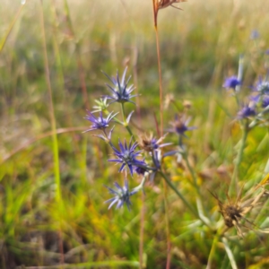 Eryngium ovinum at Turallo Nature Reserve - 21 Dec 2023 06:53 PM