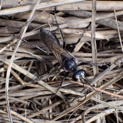 Prionyx sp. (genus) (Giant Thread-waisted Wasp) at Murrumbateman, NSW - 21 Dec 2023 by SimoneC