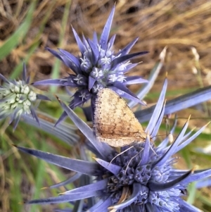 Scopula rubraria at Franklin Grassland (FRA_5) - 11 Dec 2023 11:56 AM