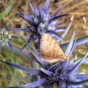 Scopula rubraria at Franklin Grassland (FRA_5) - 11 Dec 2023 11:56 AM