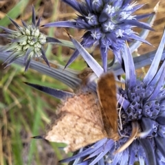 Scopula rubraria at Franklin Grassland (FRA_5) - 11 Dec 2023