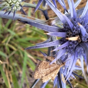 Scopula rubraria at Franklin Grassland (FRA_5) - 11 Dec 2023