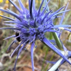 Apiformes (informal group) (Unidentified bee) at Harrison, ACT - 11 Dec 2023 by JenniM