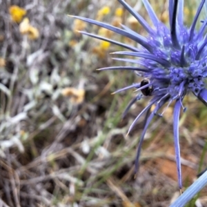 Apiformes (informal group) at Franklin Grassland (FRA_5) - 11 Dec 2023 11:48 AM