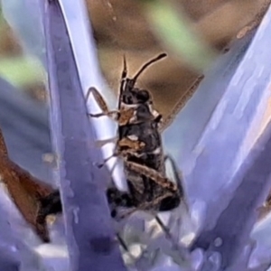 Lygaeidae (family) at Franklin Grassland (FRA_5) - 11 Dec 2023