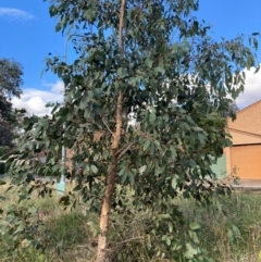 Eucalyptus ovata var. ovata (Black Gum) at Emu Creek - 21 Dec 2023 by JohnGiacon