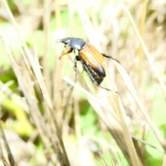 Phyllotocus navicularis (Nectar scarab) at Belconnen, ACT - 21 Dec 2023 by JohnGiacon