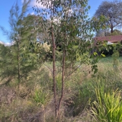 Eucalyptus macrorhyncha subsp. macrorhyncha (Red Stringybark) at Emu Creek - 21 Dec 2023 by JohnGiacon