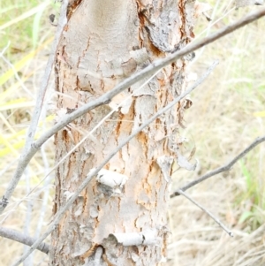 Eucalyptus macrorhyncha subsp. macrorhyncha at Emu Creek Belconnen (ECB) - 21 Dec 2023