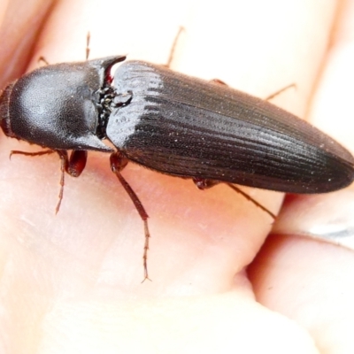 Elateridae sp. (family) (Unidentified click beetle) at Belconnen, ACT - 21 Dec 2023 by JohnGiacon