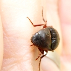 Elateridae (family) at Flea Bog Flat to Emu Creek Corridor - 21 Dec 2023 12:58 PM