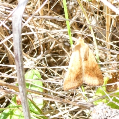 Helicoverpa (genus) (A bollworm) at Emu Creek - 19 Dec 2023 by JohnGiacon