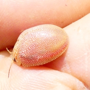 Paropsis atomaria at Flea Bog Flat to Emu Creek Corridor - 19 Dec 2023 10:44 AM