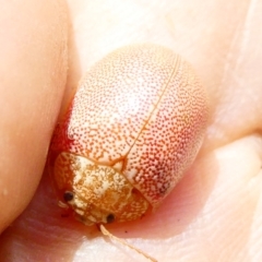 Paropsis atomaria at Flea Bog Flat to Emu Creek Corridor - 19 Dec 2023 10:44 AM