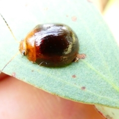 Paropsisterna cloelia (Eucalyptus variegated beetle) at Flea Bog Flat to Emu Creek Corridor - 18 Dec 2023 by JohnGiacon