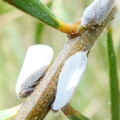 Anzora unicolor (Grey Planthopper) at Flea Bog Flat to Emu Creek Corridor - 18 Dec 2023 by JohnGiacon