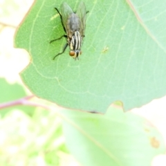 Muscidae (family) at Flea Bog Flat to Emu Creek Corridor - 18 Dec 2023 by JohnGiacon