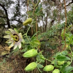 Passiflora caerulea (Blue Passionflower) at Bruce, ACT - 20 Dec 2023 by JohnGiacon