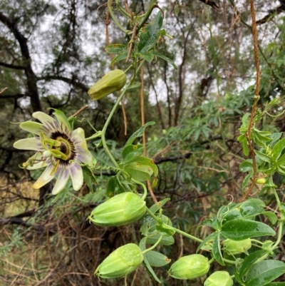 Passiflora caerulea (Blue Passionflower) at Bruce, ACT - 19 Dec 2023 by JohnGiacon