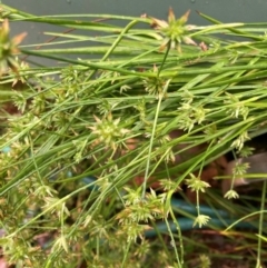 Juncus sp. (A Rush) at Emu Creek Belconnen (ECB) - 20 Dec 2023 by JohnGiacon