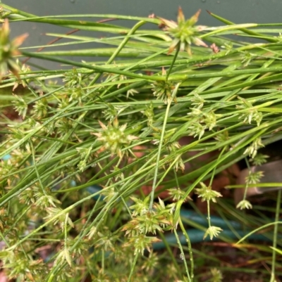 Juncus sp. (A Rush) at Emu Creek Belconnen (ECB) - 20 Dec 2023 by JohnGiacon