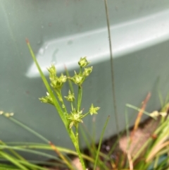 Juncus sp. at Undefined Area - 20 Dec 2023 02:35 PM