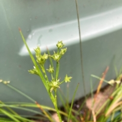 Juncus (genus) at Undefined Area - 20 Dec 2023 02:35 PM