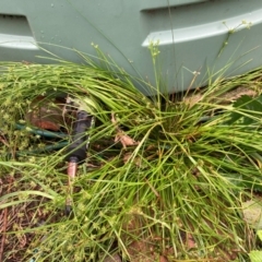 Juncus sp. at Emu Creek Belconnen (ECB) - 20 Dec 2023 02:35 PM