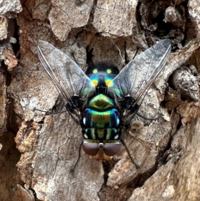 Rutilia (Ameniamima) sp. (genus & subgenus) at Majura, ACT - 21 Dec 2023 by Pirom