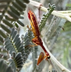 Campion australasiae (A mantid lacewing) at Majura, ACT - 21 Dec 2023 by Pirom