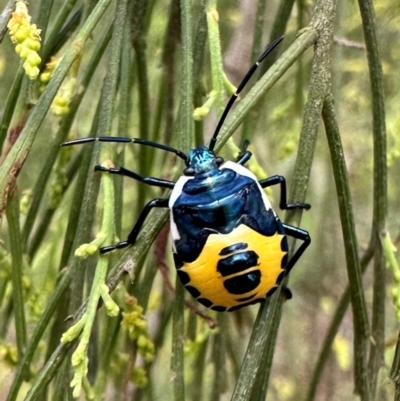 Commius elegans (Cherry Ballart Shield Bug) at Ainslie, ACT - 21 Dec 2023 by Pirom