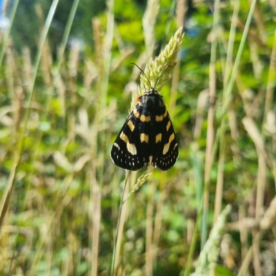 Phalaenoides tristifica (Willow-herb Day-moth) at Bungendore, NSW - 21 Dec 2023 by clarehoneydove