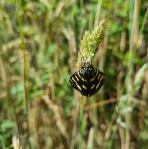 Phalaenoides tristifica at QPRC LGA - suppressed