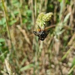 Phalaenoides tristifica at QPRC LGA - 21 Dec 2023