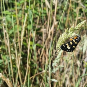 Phalaenoides tristifica at QPRC LGA - suppressed