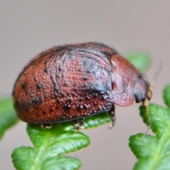 Trachymela sp. (genus) (Brown button beetle) at Yass River, NSW - 21 Dec 2023 by SenexRugosus