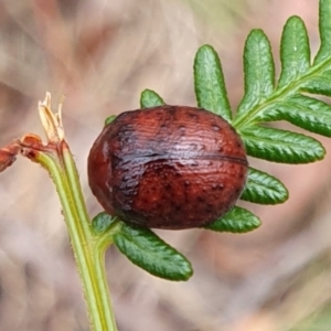 Trachymela sp. (genus) at Rugosa - 21 Dec 2023