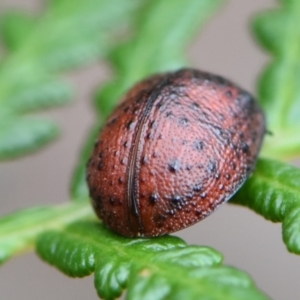 Trachymela sp. (genus) at Rugosa - 21 Dec 2023