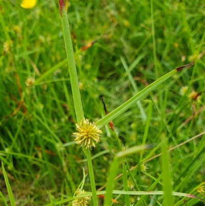 Cyperus sphaeroideus (Scented Sedge) at Rugosa - 21 Dec 2023 by SenexRugosus