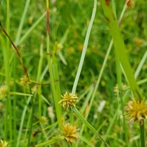 Cyperus sphaeroideus at Rugosa - 21 Dec 2023 12:38 PM