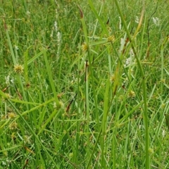 Cyperus sphaeroideus at Rugosa - 21 Dec 2023