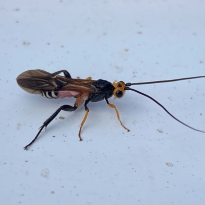 Braconidae (family) (Unidentified braconid wasp) at Coombs, ACT - 21 Dec 2023 by SteveBorkowskis