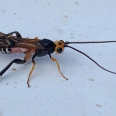 Braconidae (family) at Coombs, ACT - 21 Dec 2023