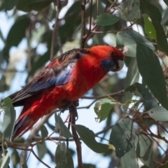 Platycercus elegans (Crimson Rosella) at Cantor Crescent Woodland, Higgins - 2 Dec 2023 by Untidy