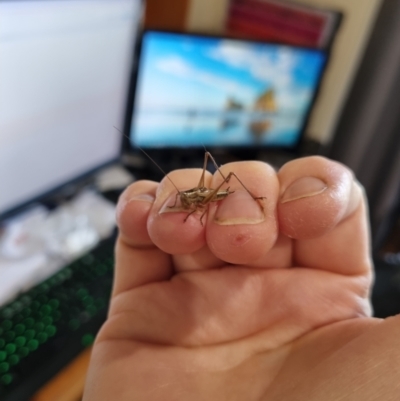 Conocephalus upoluensis (Meadow Katydid) at Burra, NSW - 20 Dec 2023 by Shairlyn