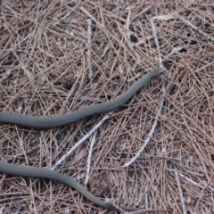 Drysdalia coronoides (White-lipped Snake) at Nadgee Nature Reserve - 10 Mar 2017 by Pirom