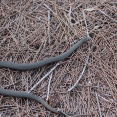 Drysdalia coronoides (White-lipped Snake) at Nadgee Nature Reserve - 9 Mar 2017 by Pirom