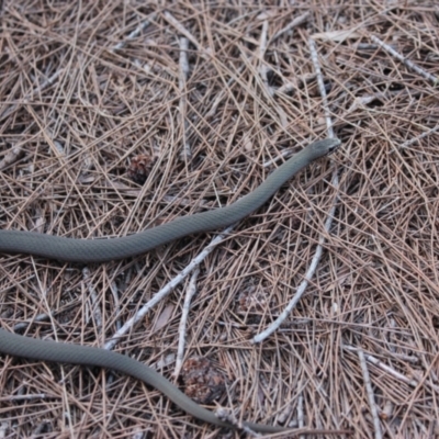Drysdalia coronoides (White-lipped Snake) at Nadgee, NSW - 9 Mar 2017 by Pirom